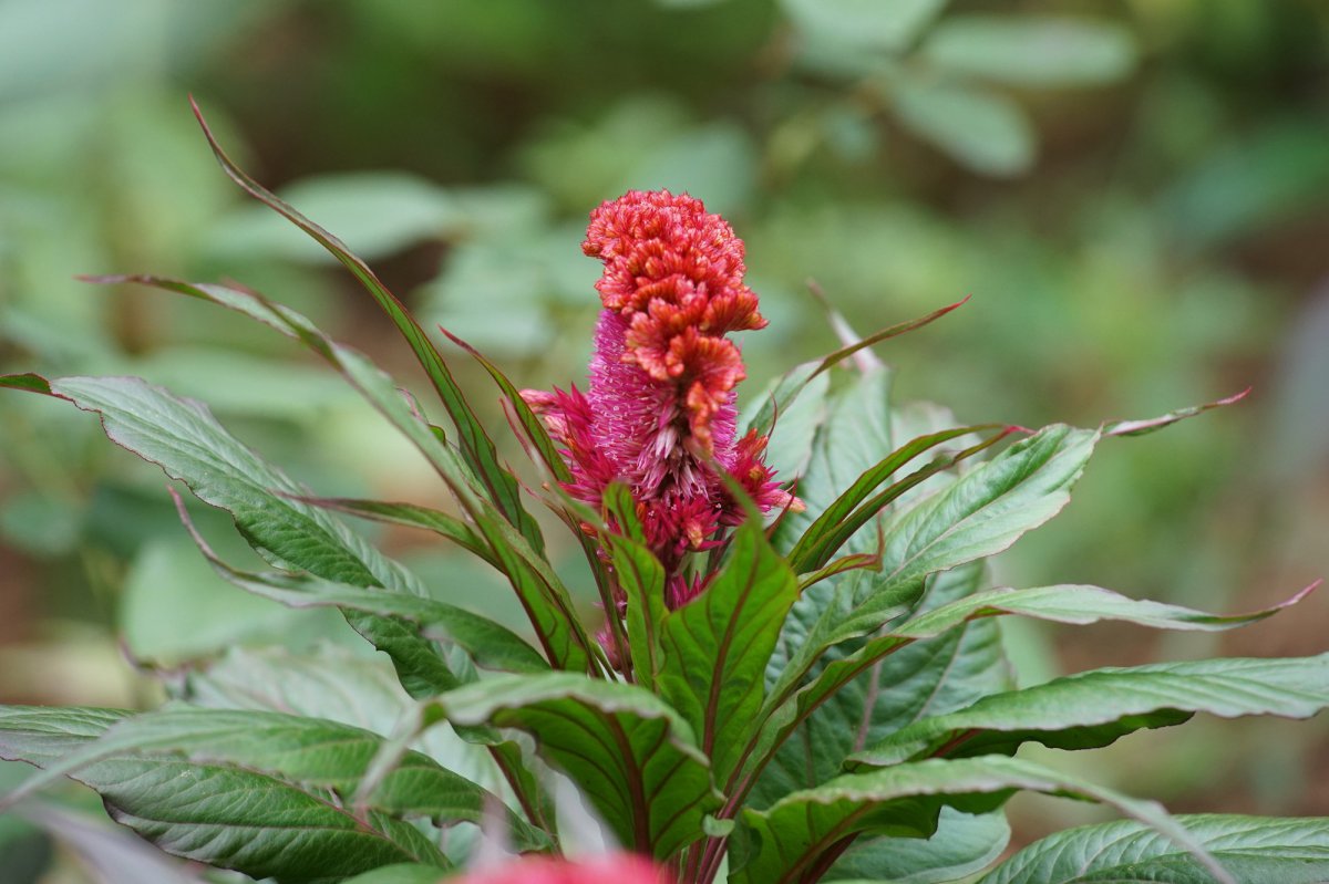 Red Cockscomb HD Picture