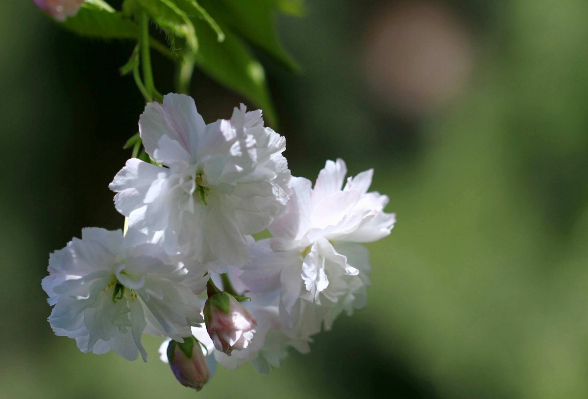 Snowy cherry blossoms HD pictures