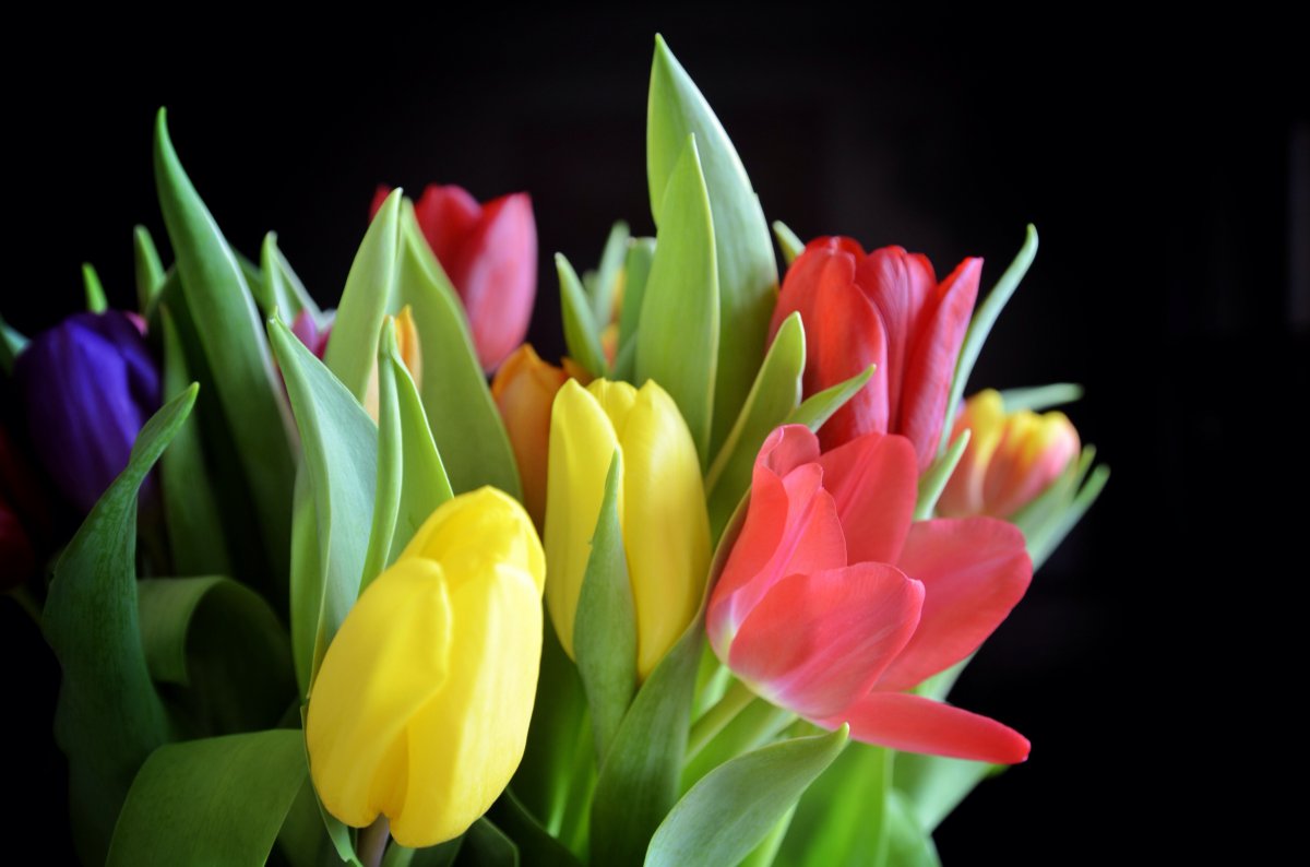 HD pictures of blooming tulips