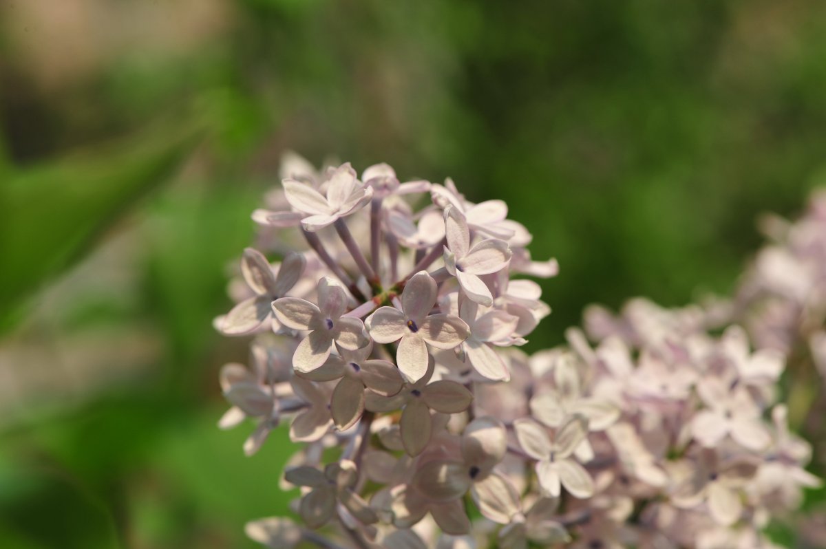 Lilac flower HD picture