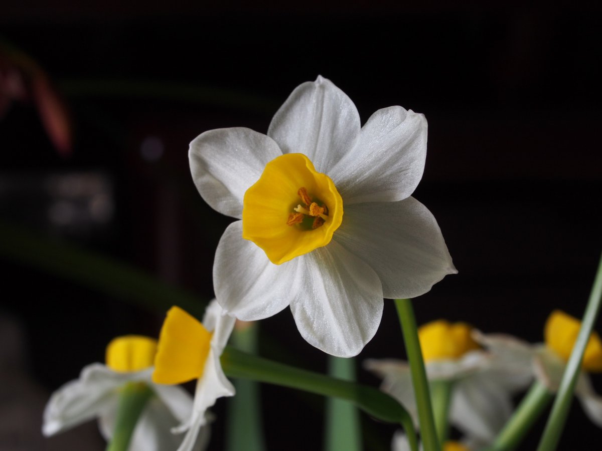 White daffodils HD pictures