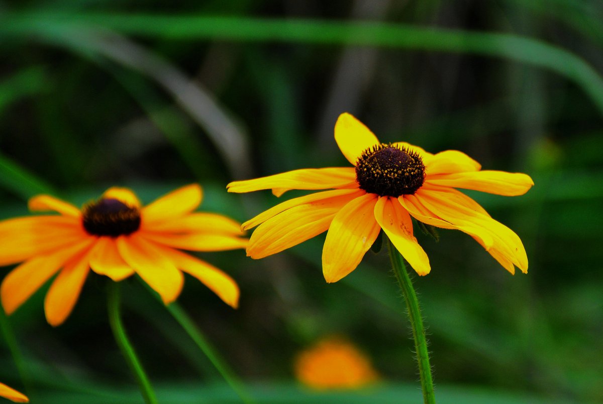 HD pictures of black chrysanthemum