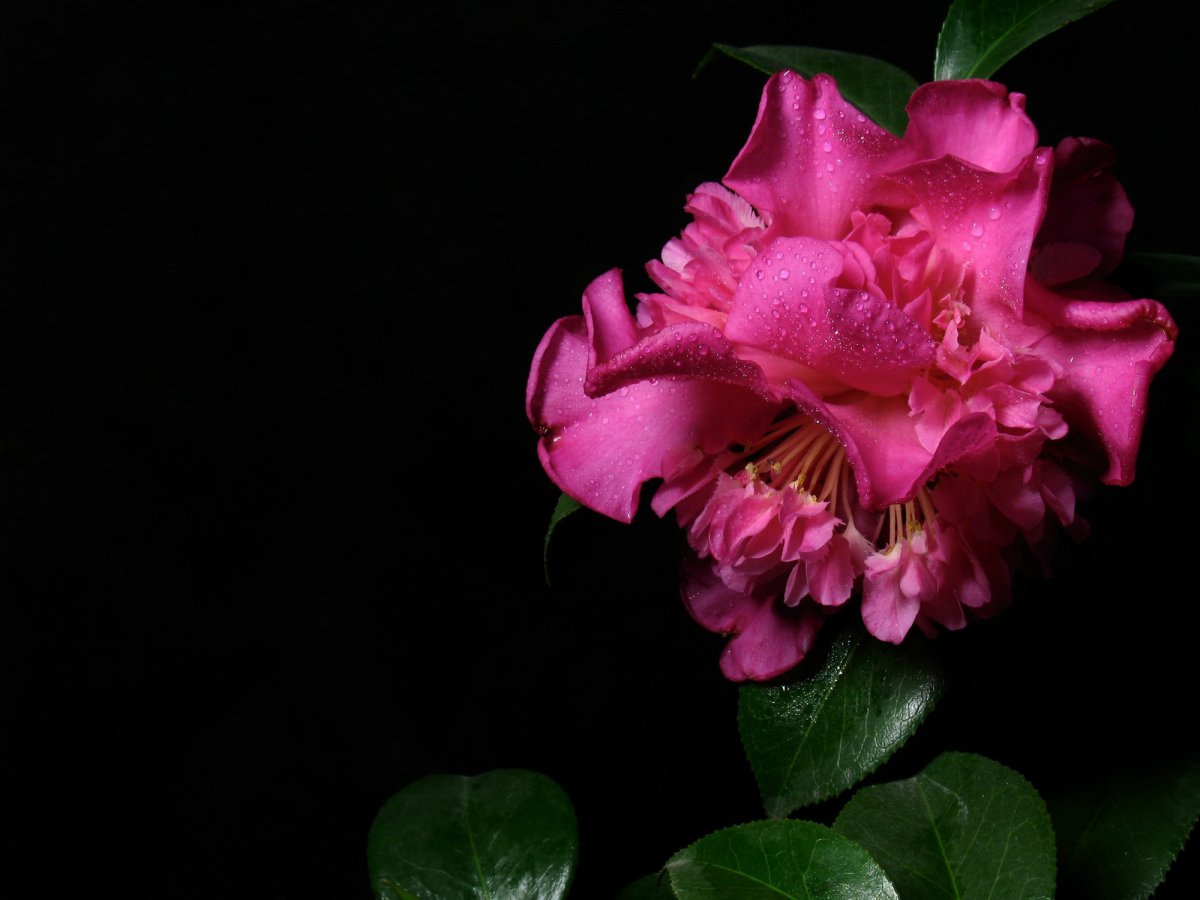Pink camellia HD pictures