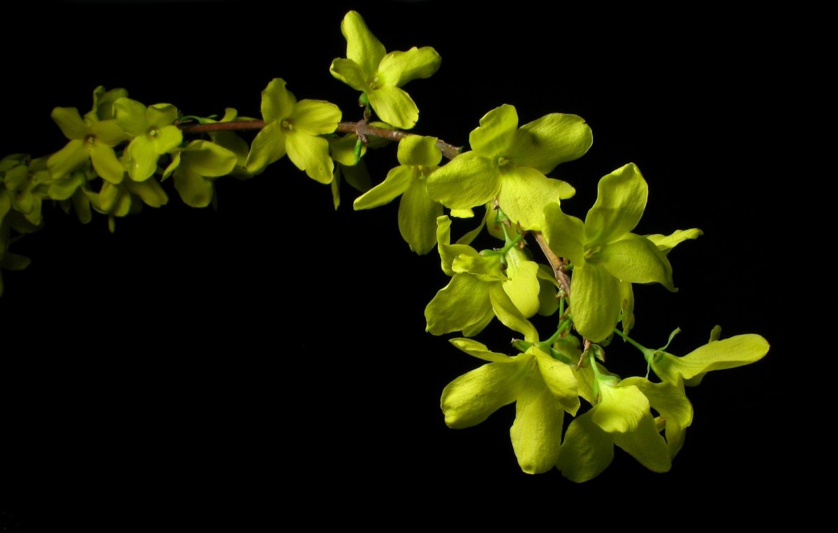 Yellow forsythia flower HD picture