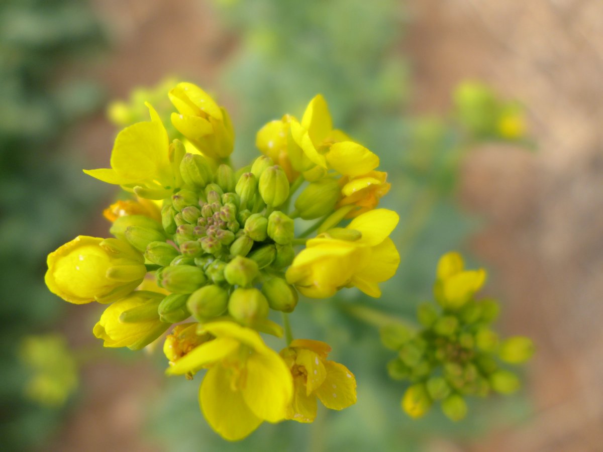 Yellow rapeseed flower HD picture