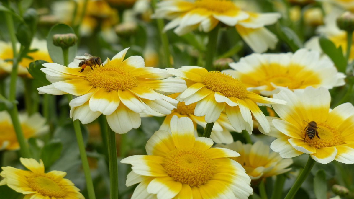 Yellow chrysanthemum flowers HD pictures