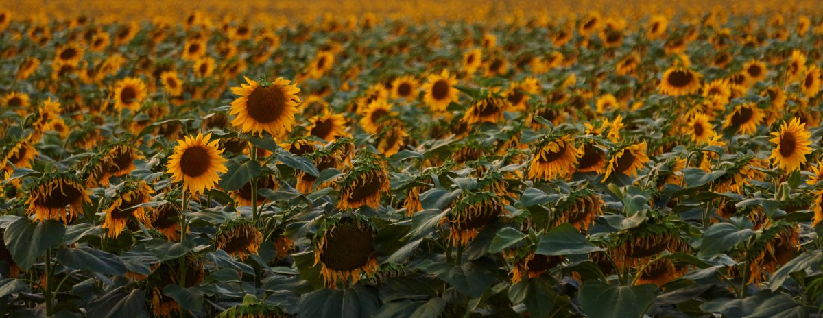 Beautiful sunflower HD pictures