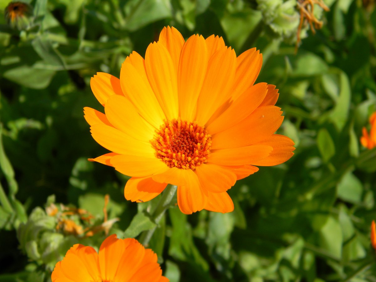 Orange marigold HD picture