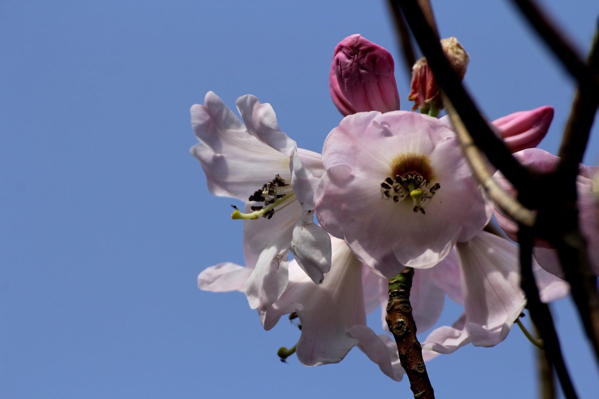 HD pictures of pink azaleas