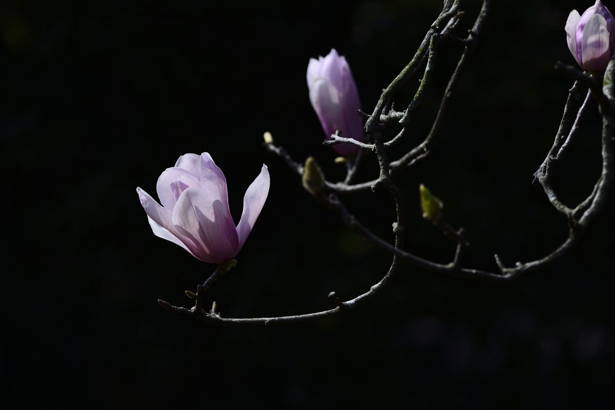 Pink magnolia flower HD picture