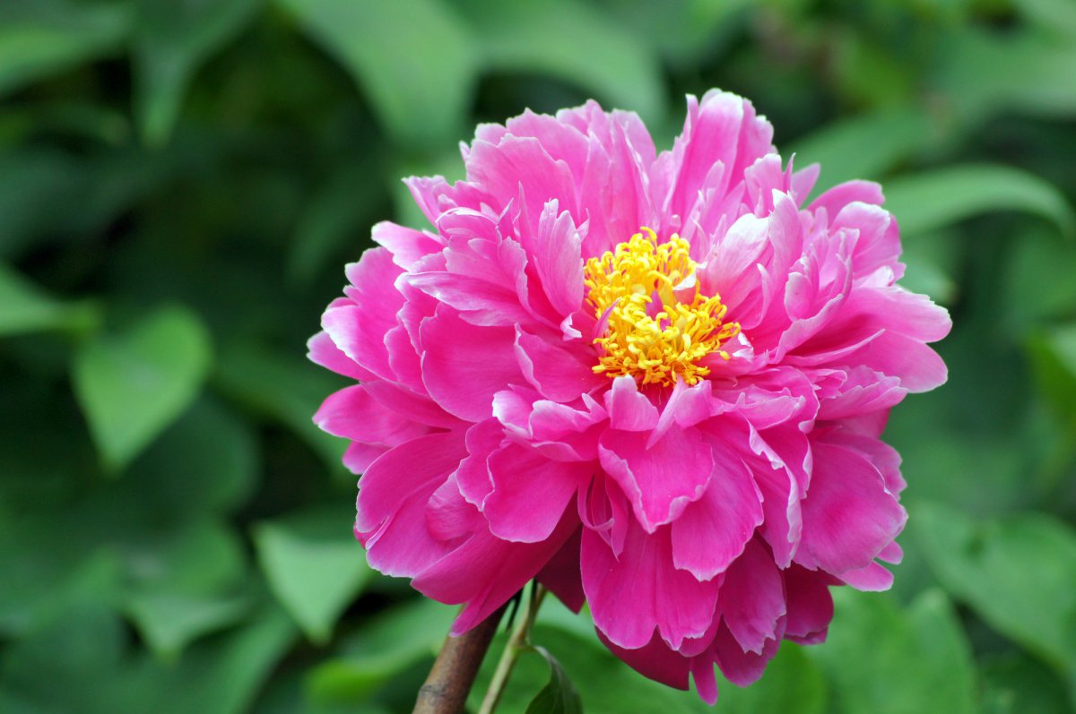 Large picture of pink peony flower