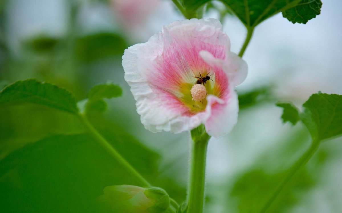 HD pictures of pink hollyhock flowers