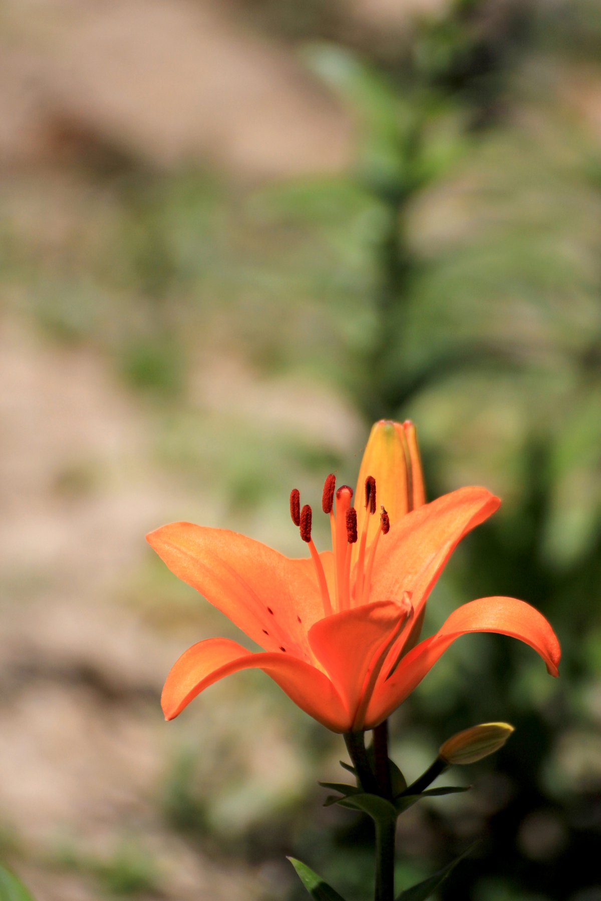 Orange lily flower HD picture