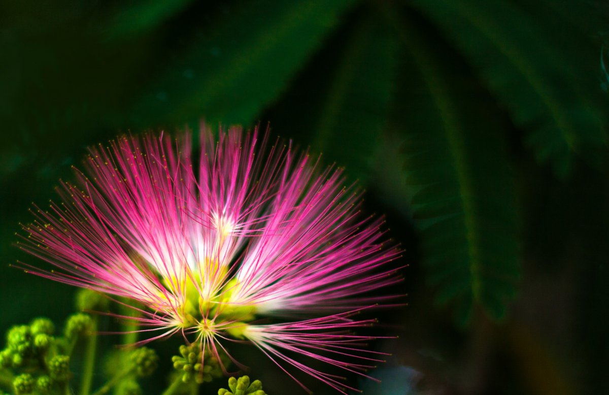 Pink albizia flower HD pictures