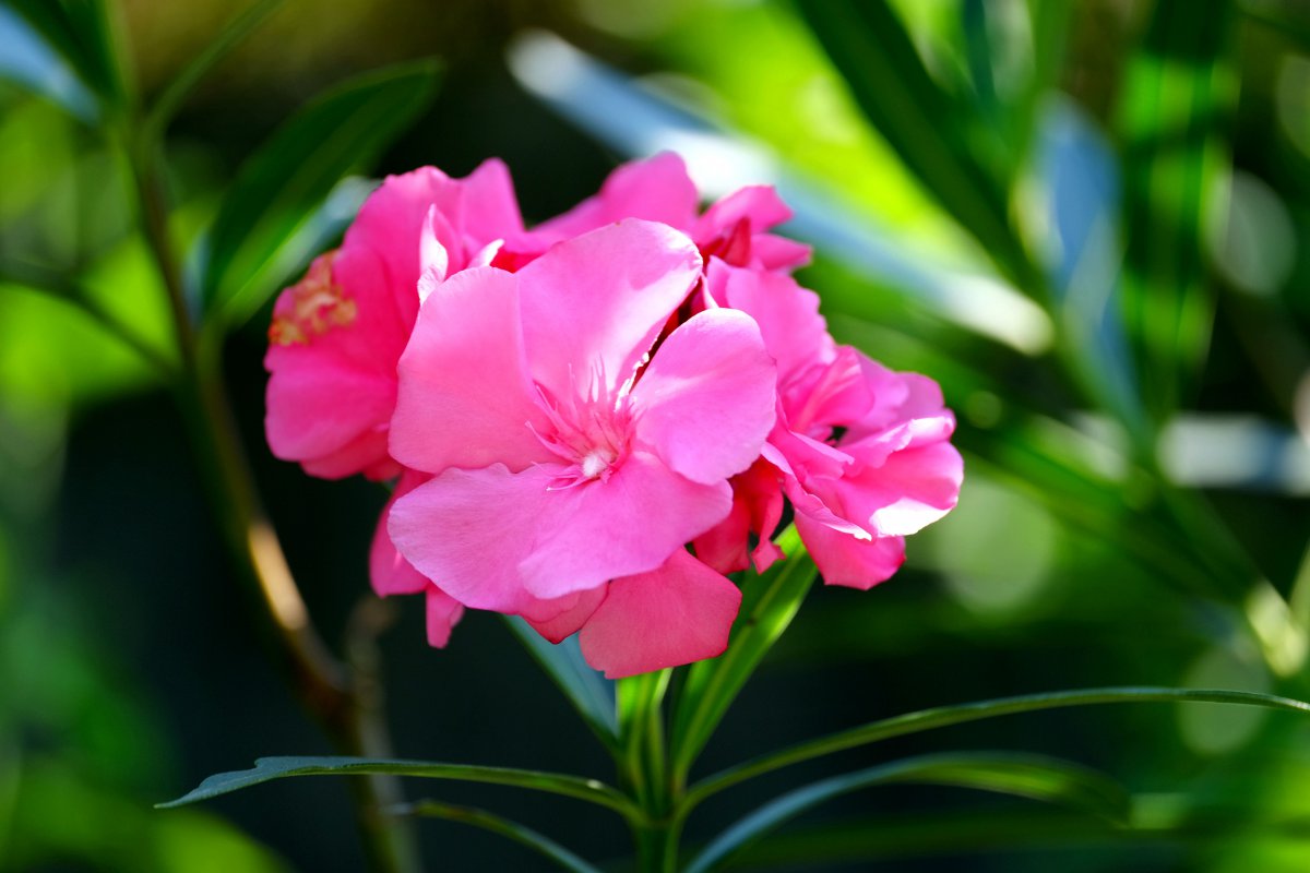 Oleander HD pictures