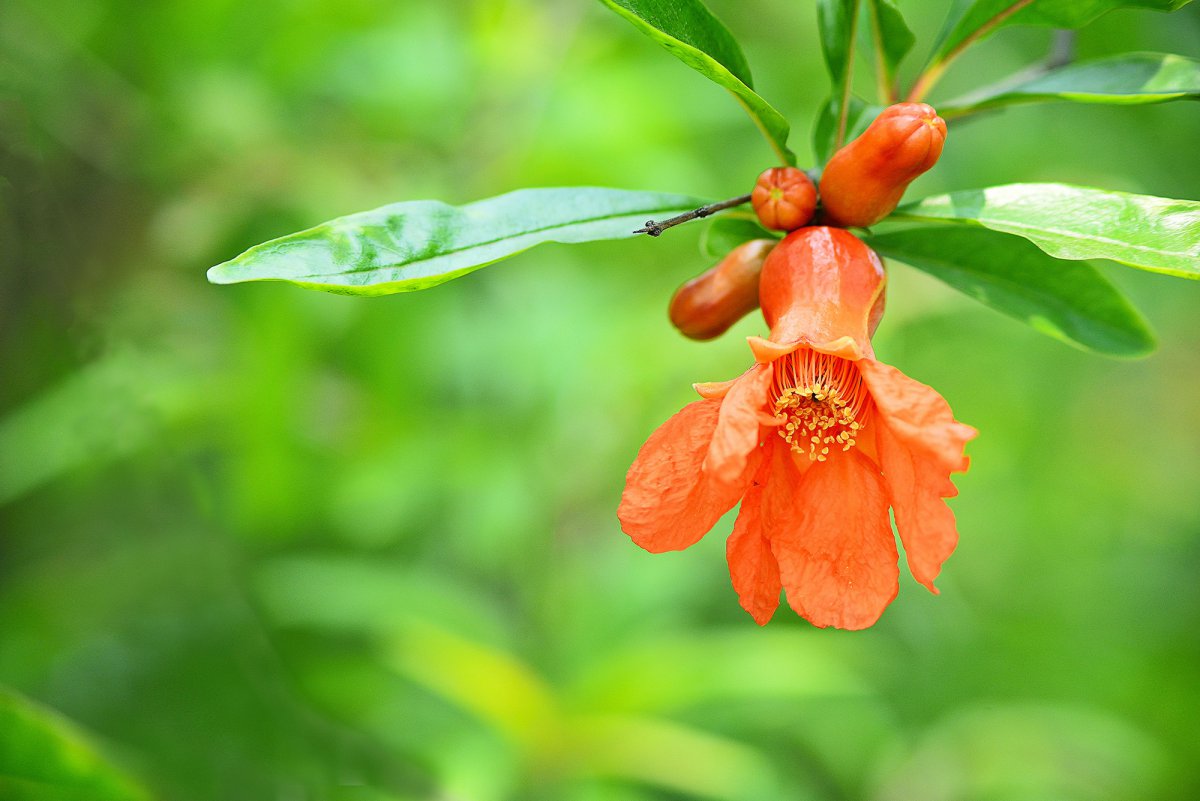 Pomegranate flower HD pictures