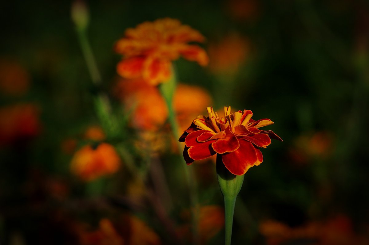 Orange Marigold Picture Large Image