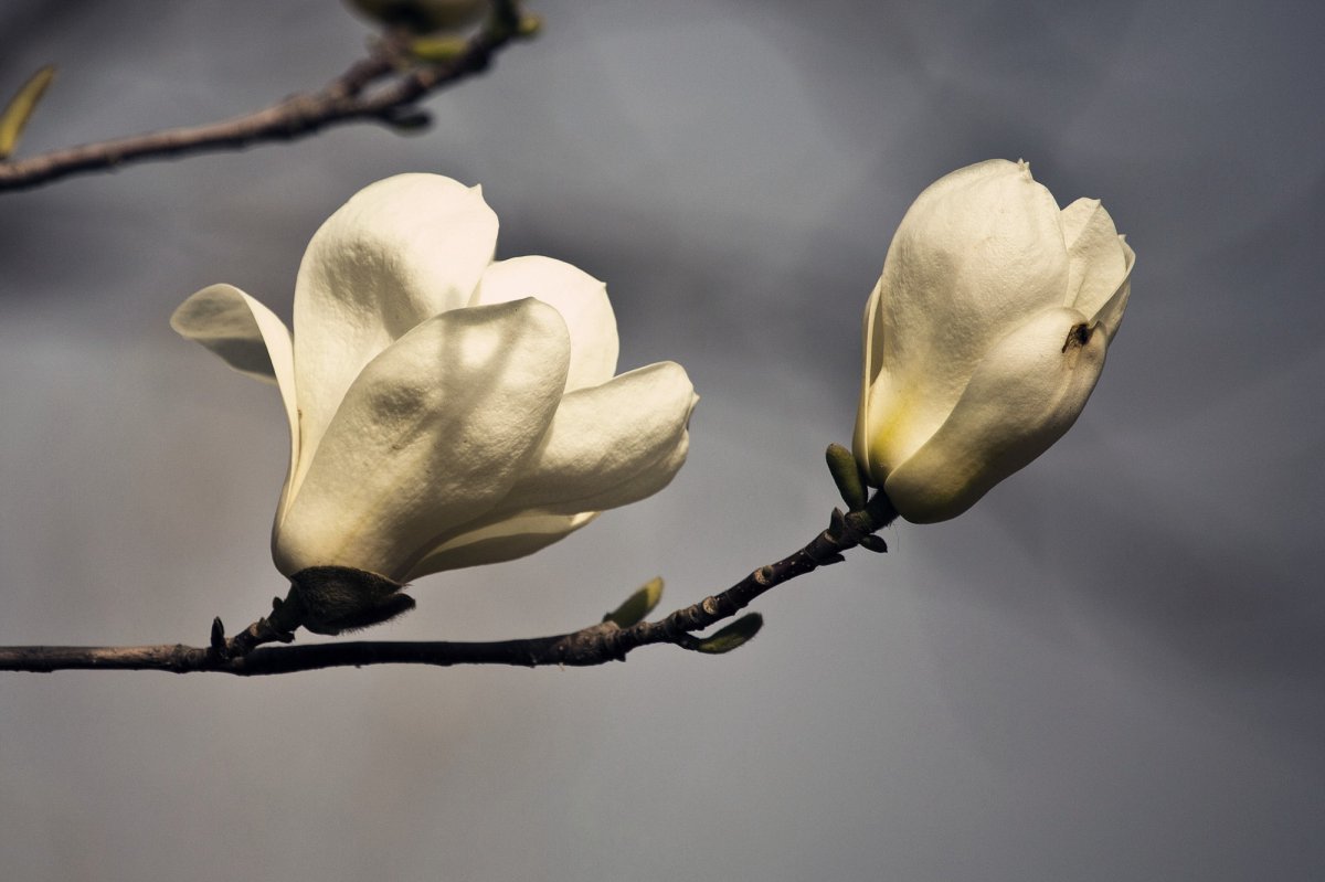 White magnolia flower HD picture