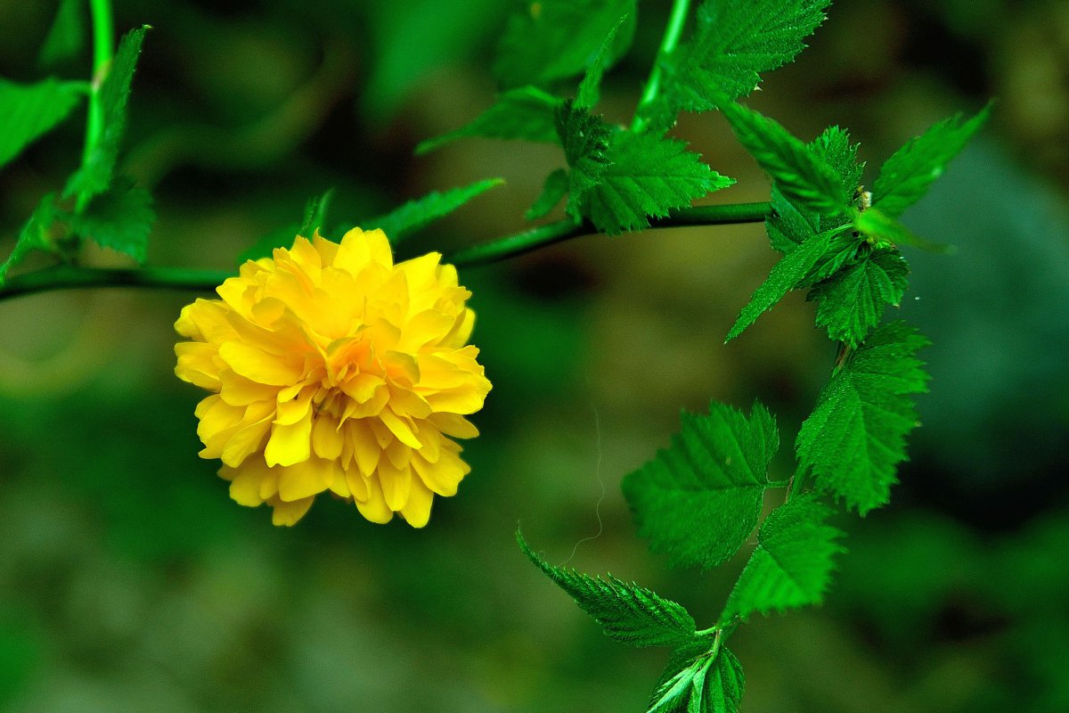 Yellow primrose HD pictures