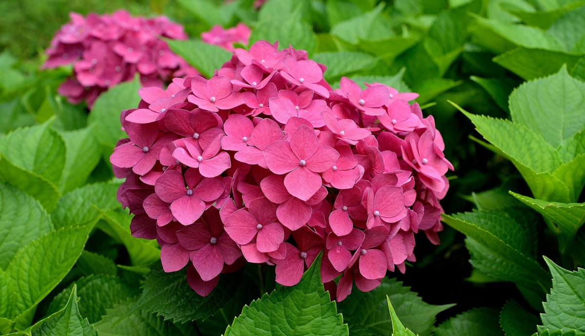Large picture of red hydrangeas