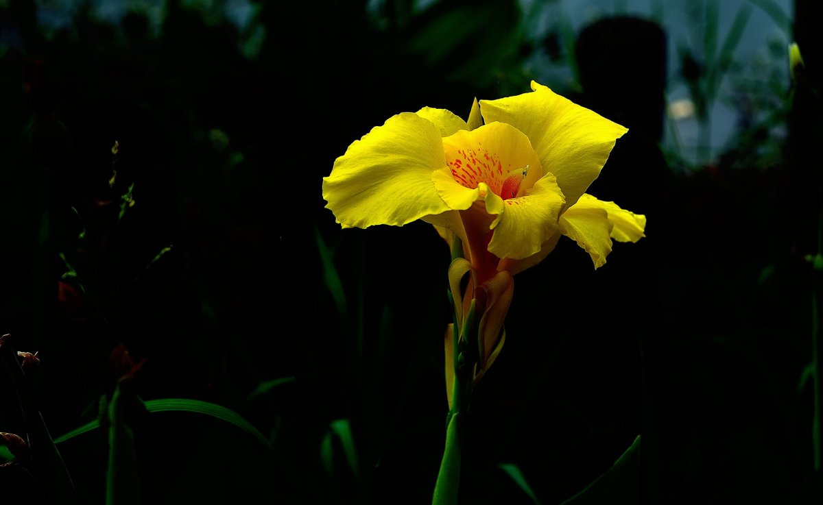 Yellow canna HD pictures