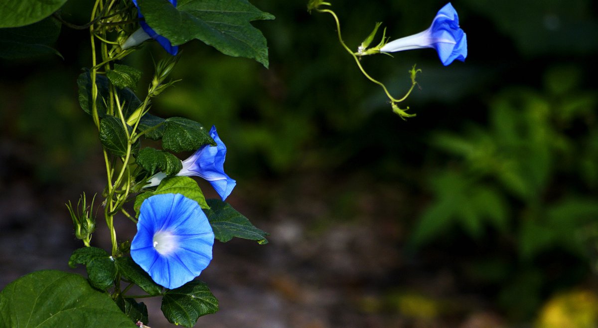 Blue morning glory picture large picture