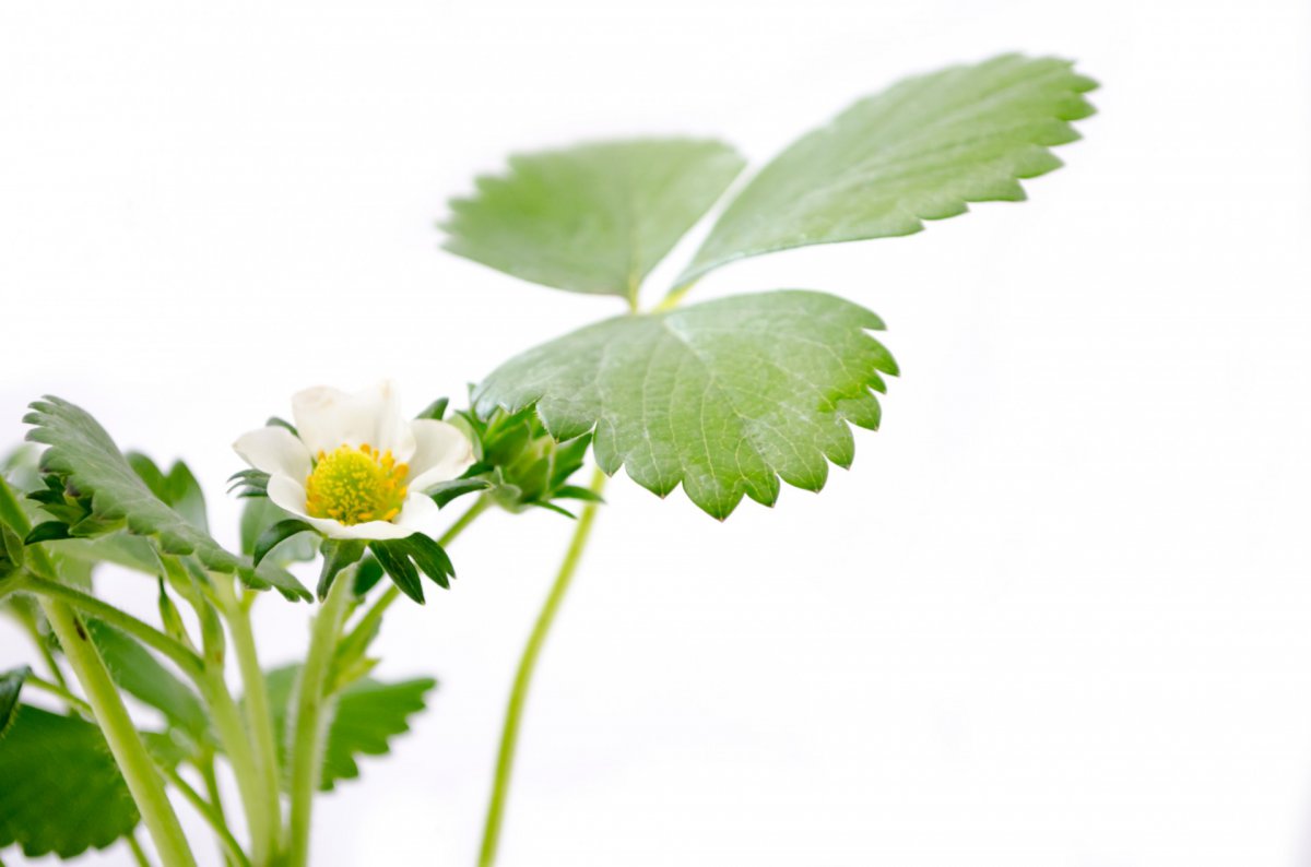 Strawberry flowers HD pictures