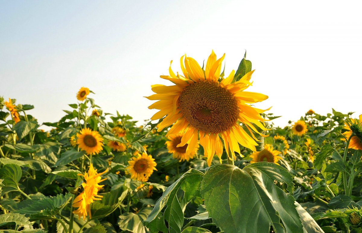 Golden sunflower HD picture