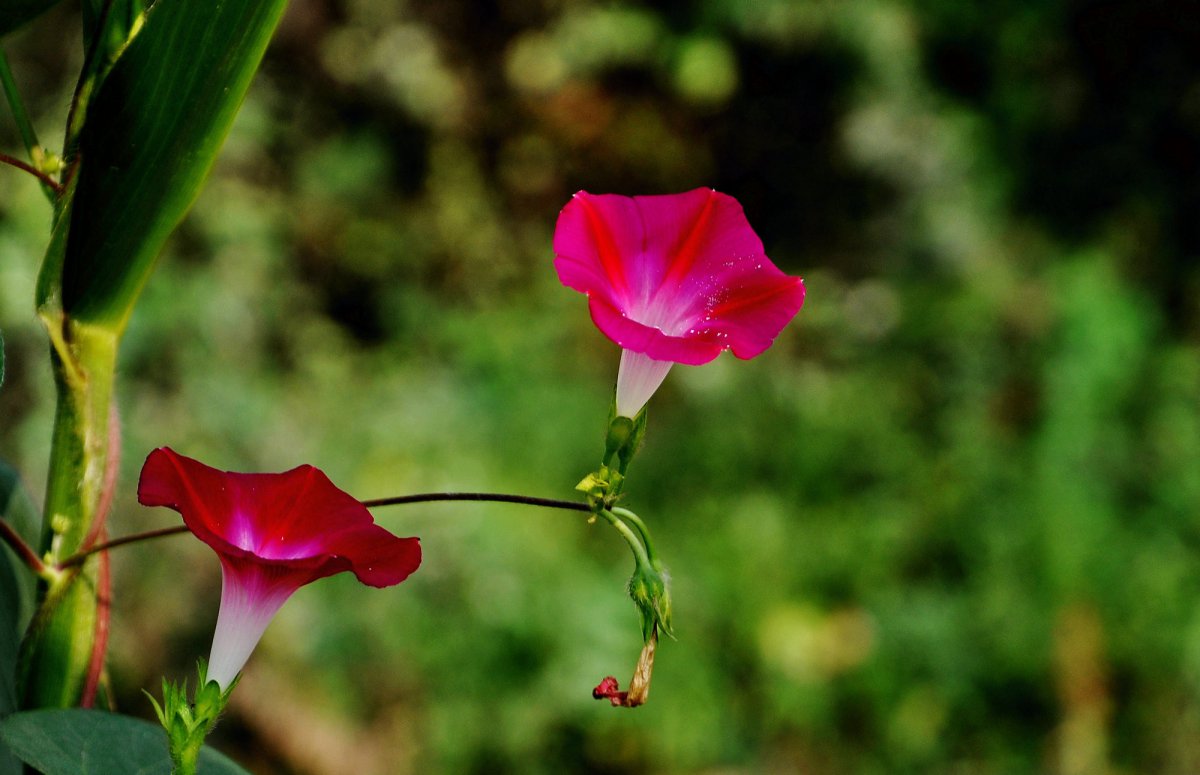 Pink morning glory HD picture