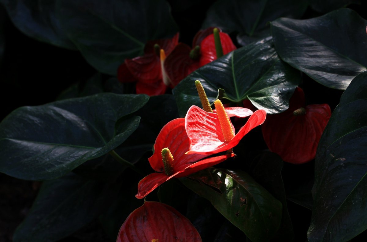 HD pictures of anthurium