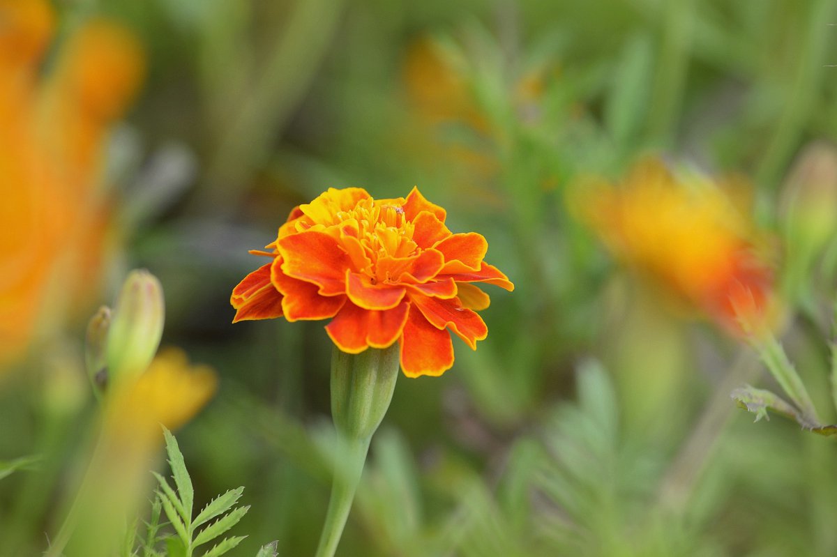 Large picture of marigold