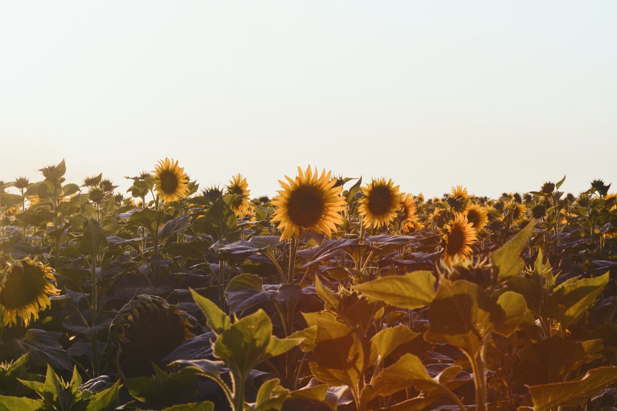 Blooming sunflower HD pictures