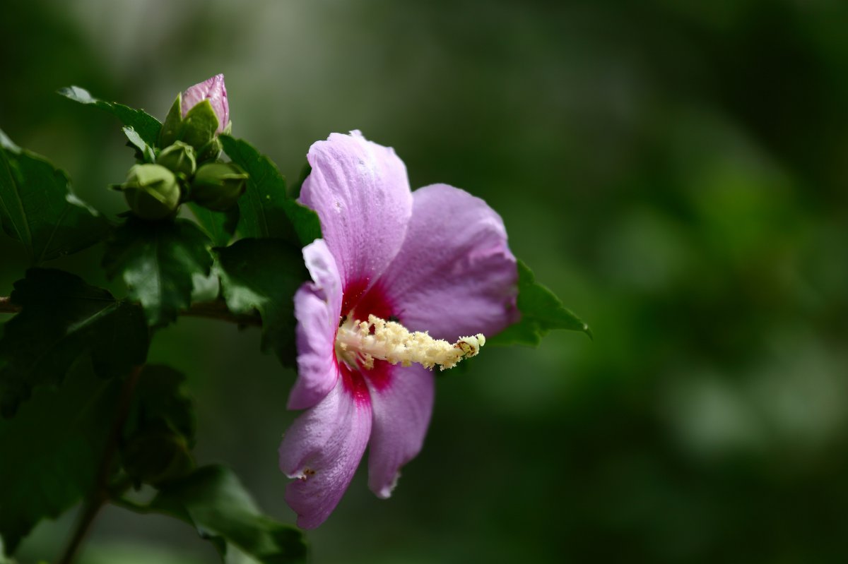 Hibiscus flower HD pictures