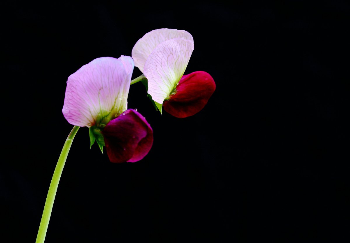 HD pictures of pea flowers