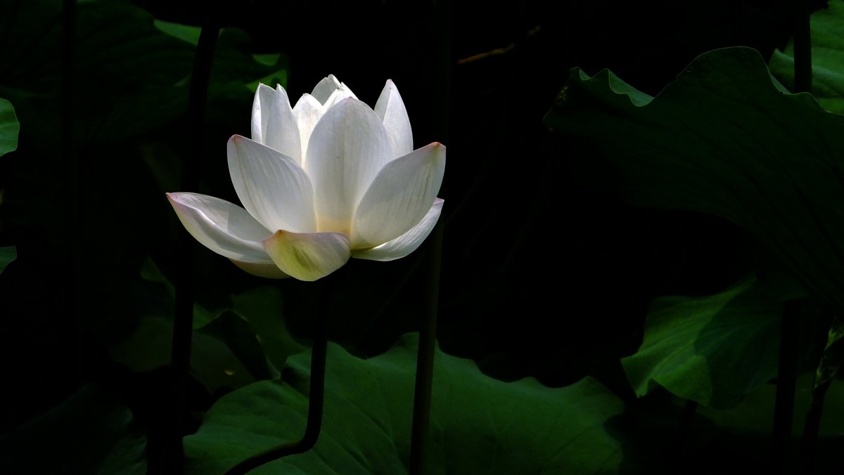 White lotus picture large picture