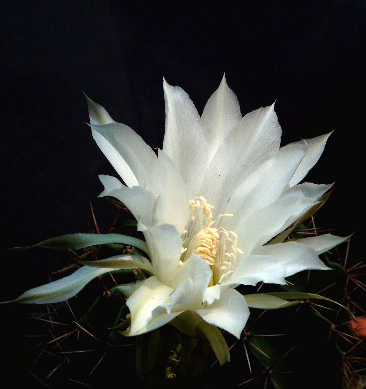 White Epiphyllum HD pictures