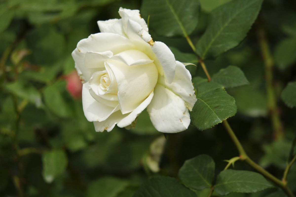 White rose flower HD pictures