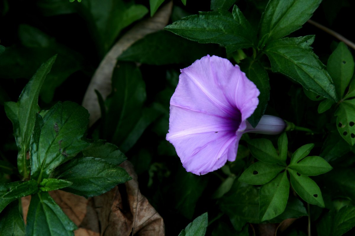 Large picture of purple morning glory