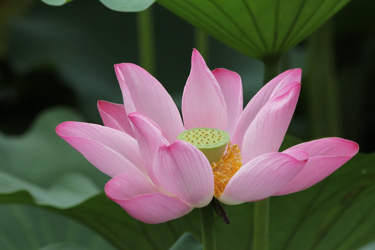 Beautiful summer lotus HD pictures