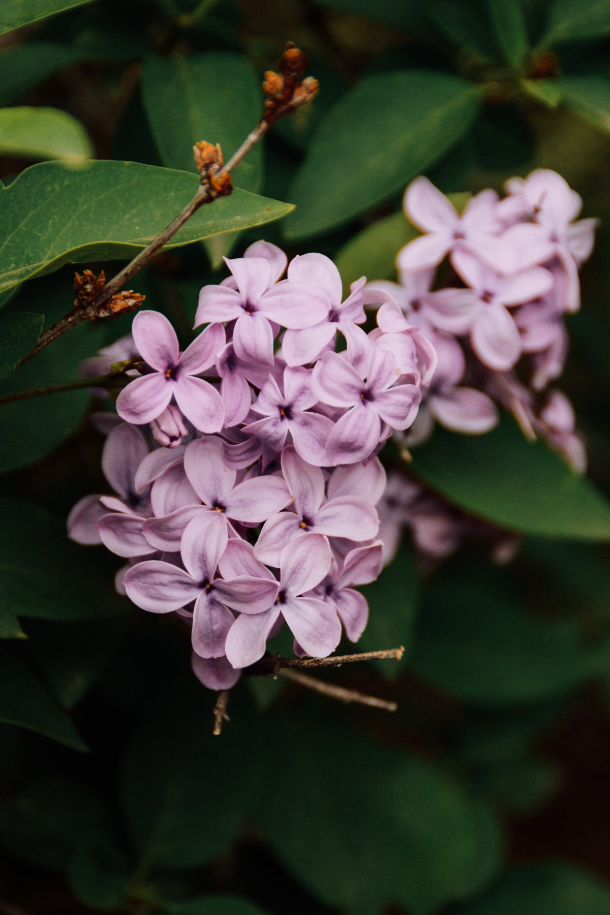 Beautiful lilac flower HD pictures