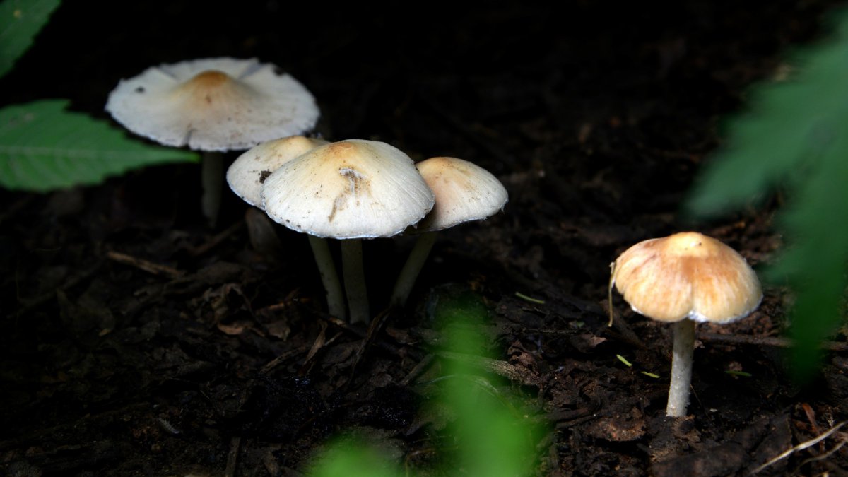 Mushrooms in the forest HD pictures