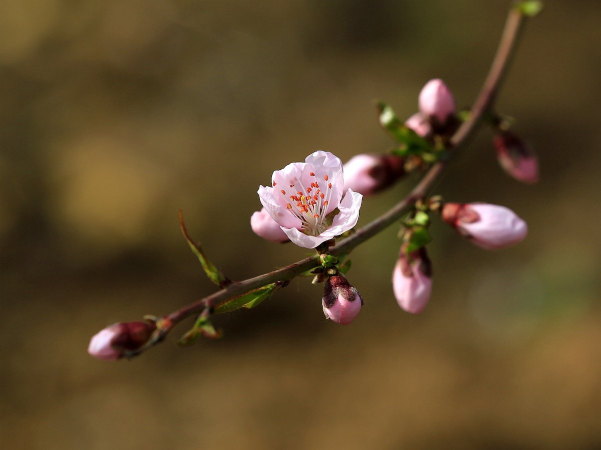 Pink peach blossom HD pictures