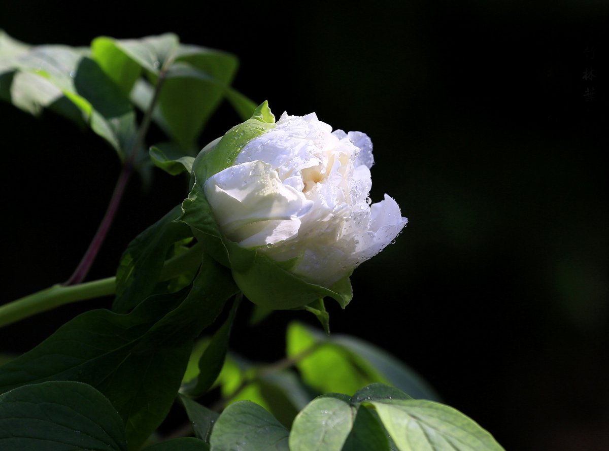 White peony flower HD picture