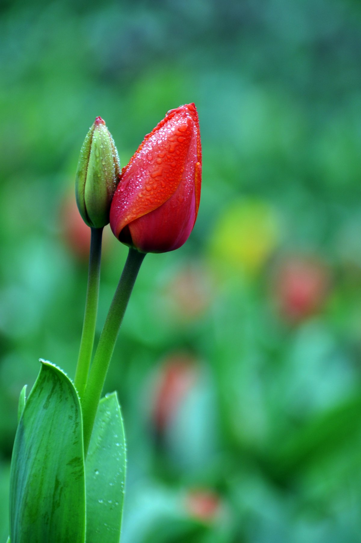 HD pictures of tulips after rain