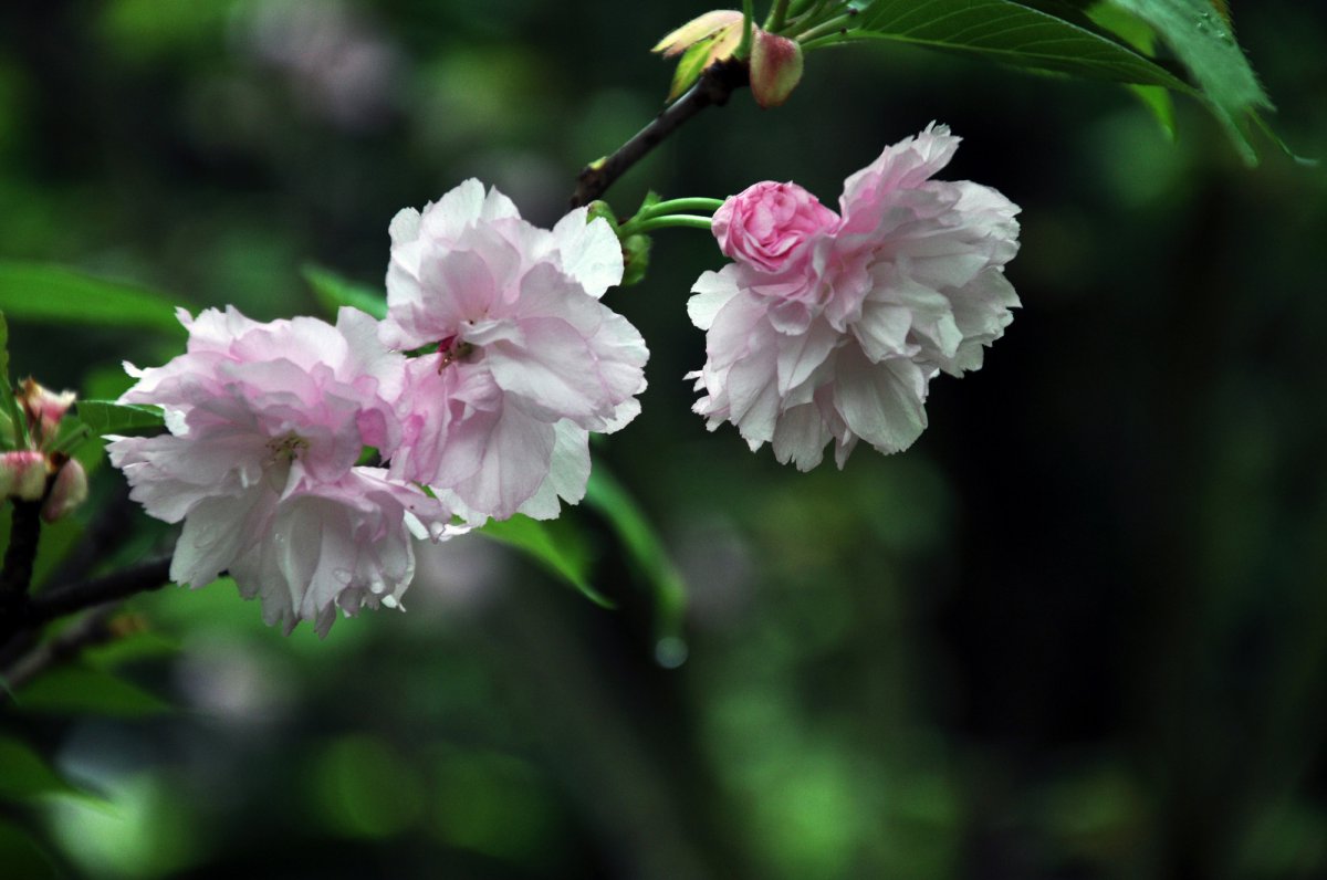 Brilliant cherry blossom HD pictures