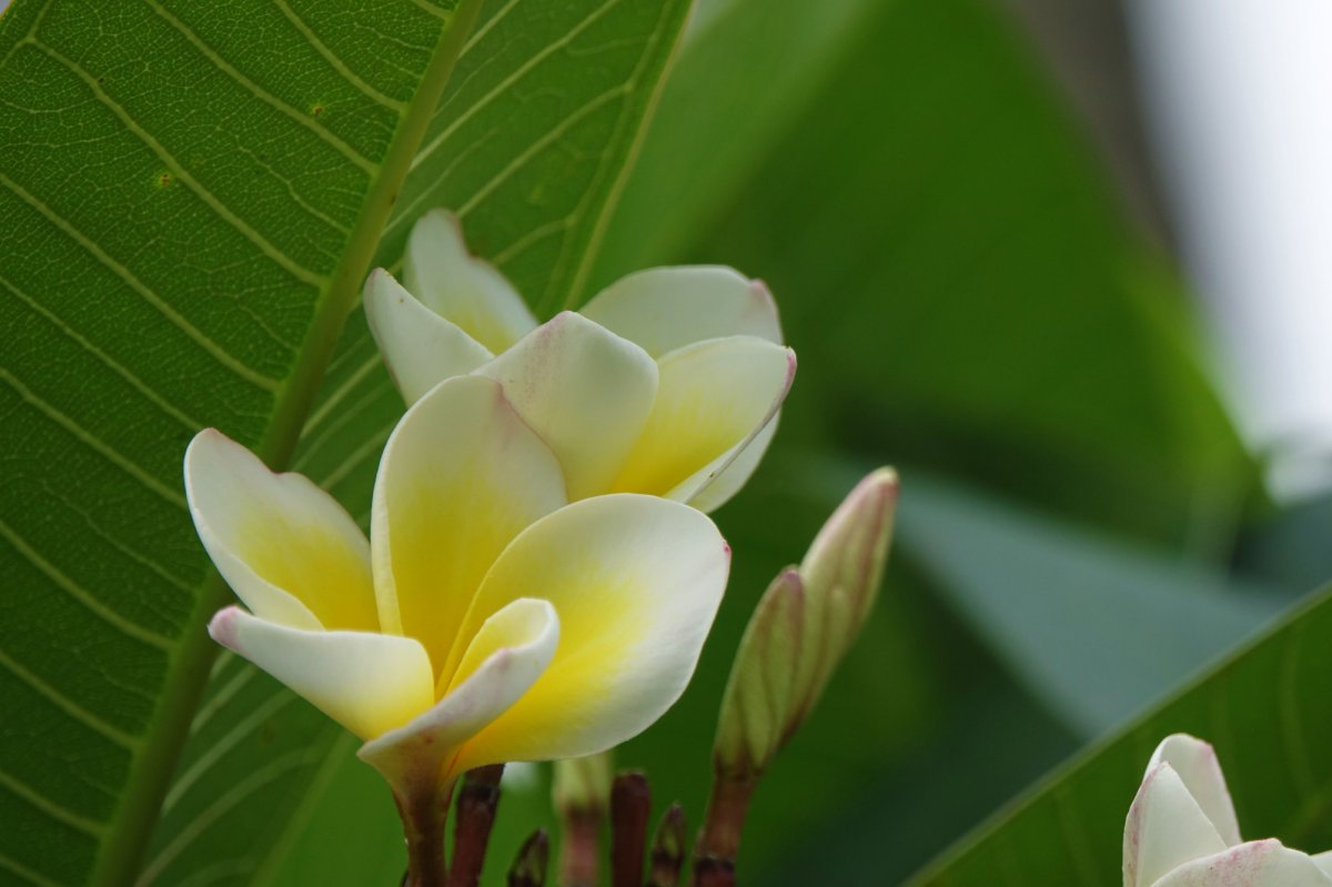 Plumeria HD pictures