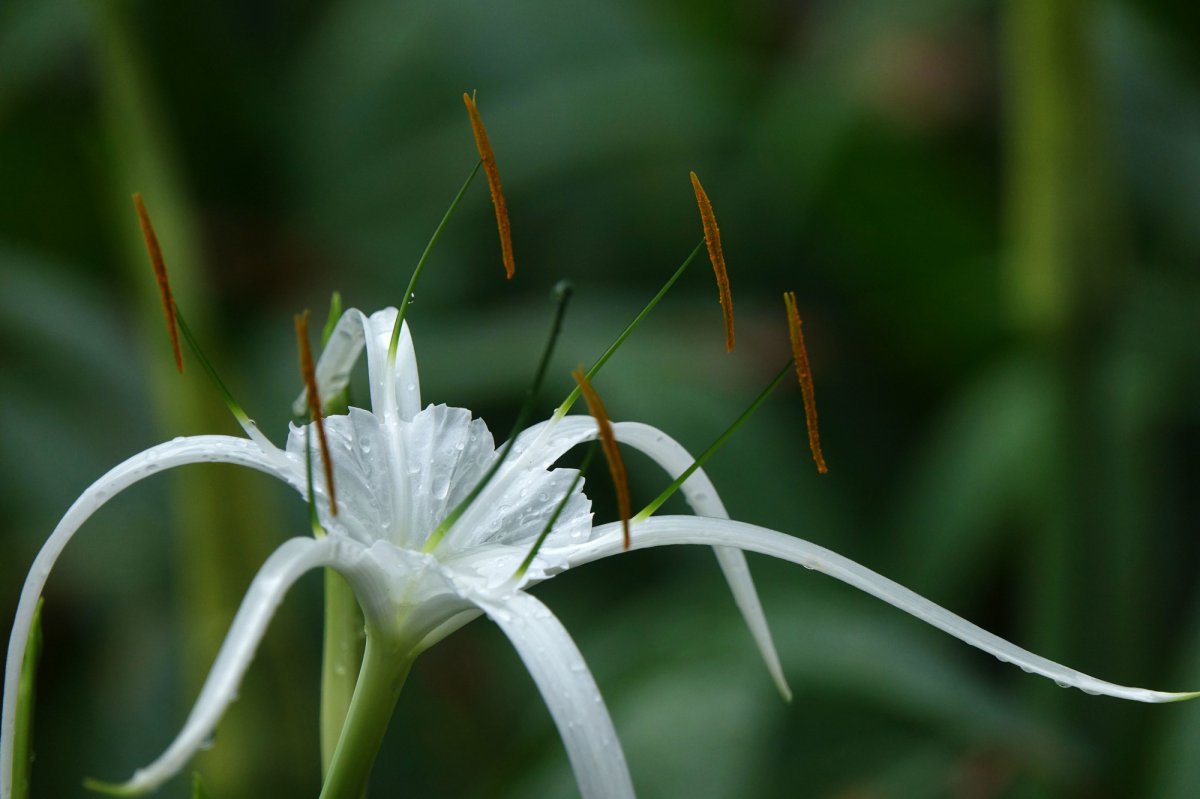 Spider orchid HD pictures