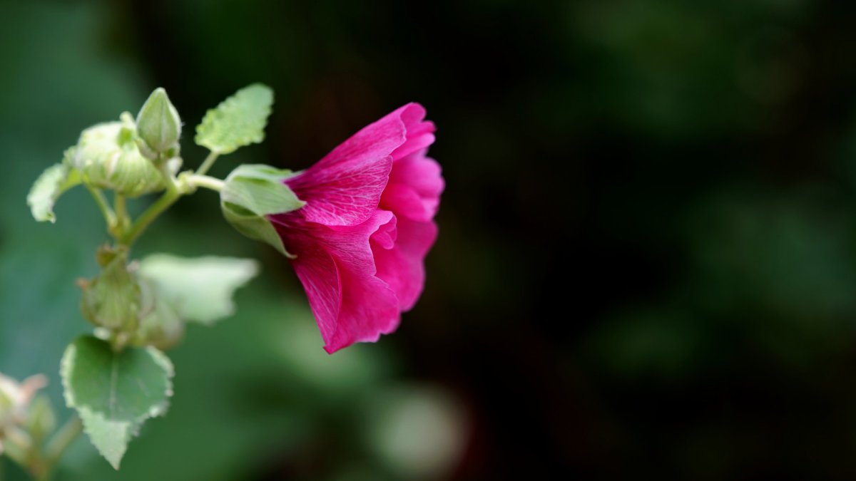 Hollyhock HD pictures