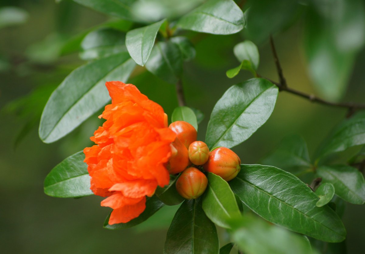 Red pomegranate flower HD picture