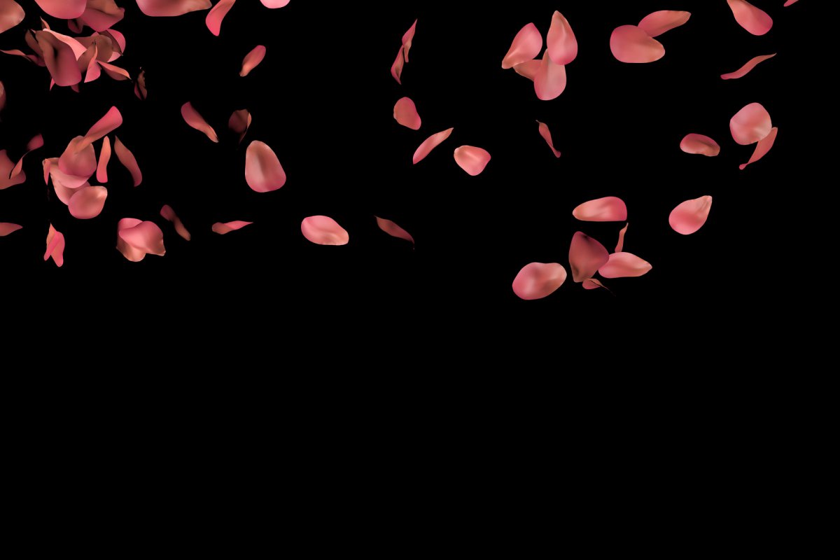 Rose petals HD pictures